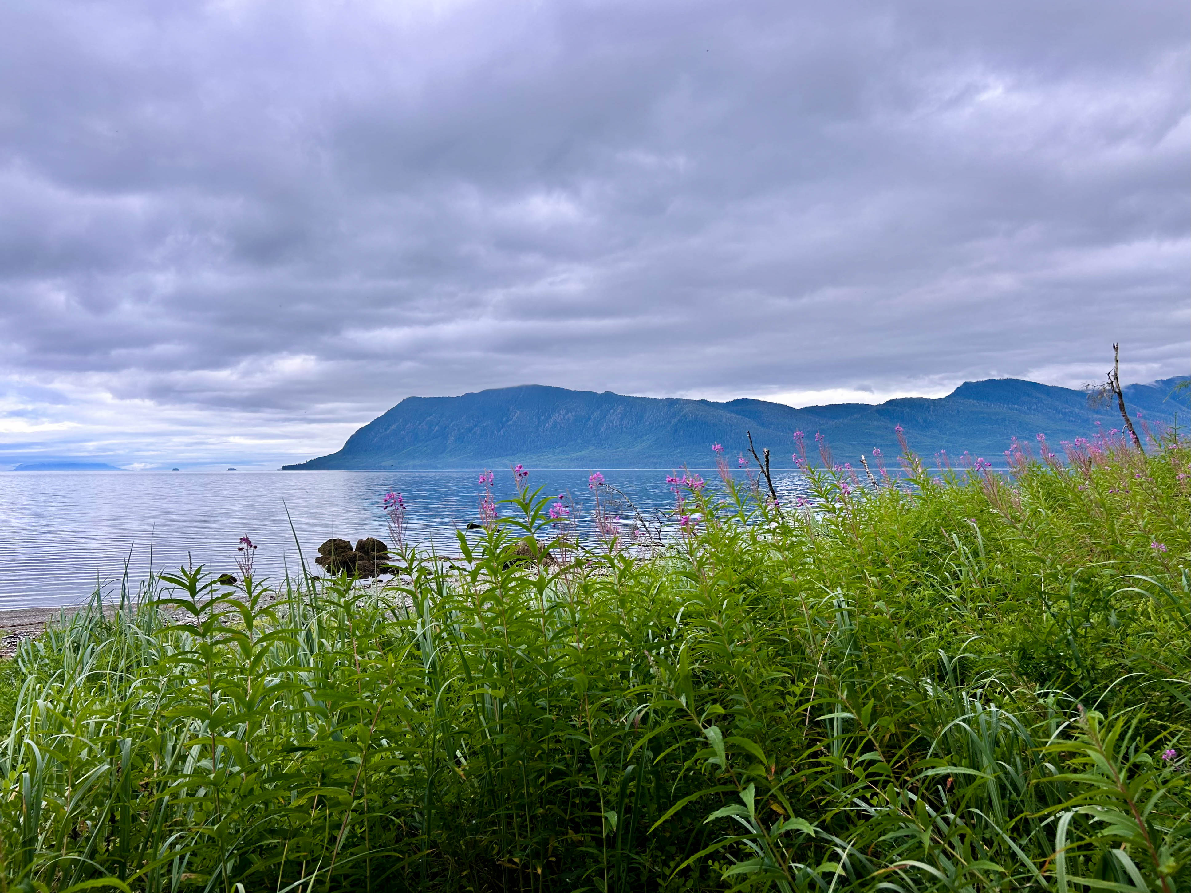 Fireweed growing along the shores of Port Houghton
